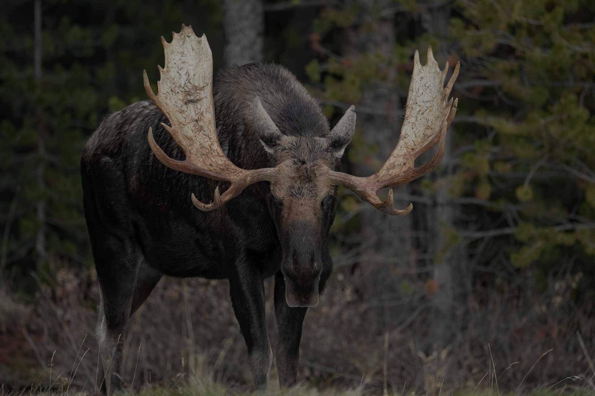 Newfoundland Moose Hunts | Black Bear | Outfitter | A1 Hunts