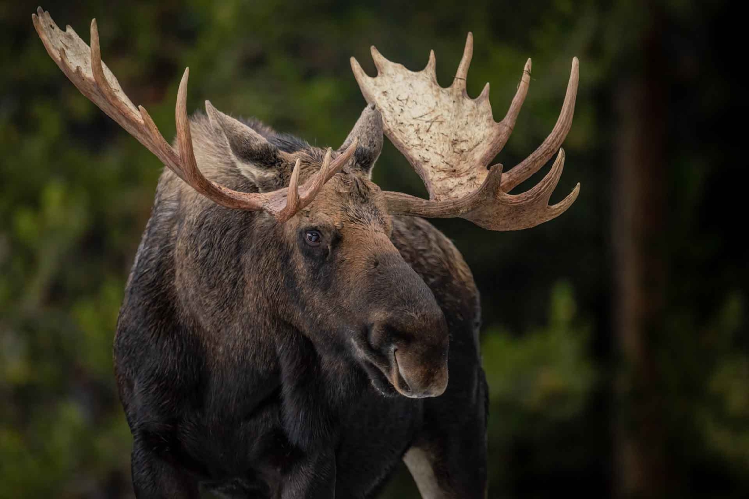 Packages & Rates - Newfoundland Moose Hunts | Black Bear | Outfitter ...